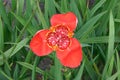 Mexican shellflower, Tigridia pavonia, bright red colour